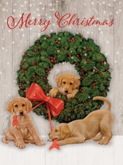 Wonder and Joy Boxed Christmas Cards